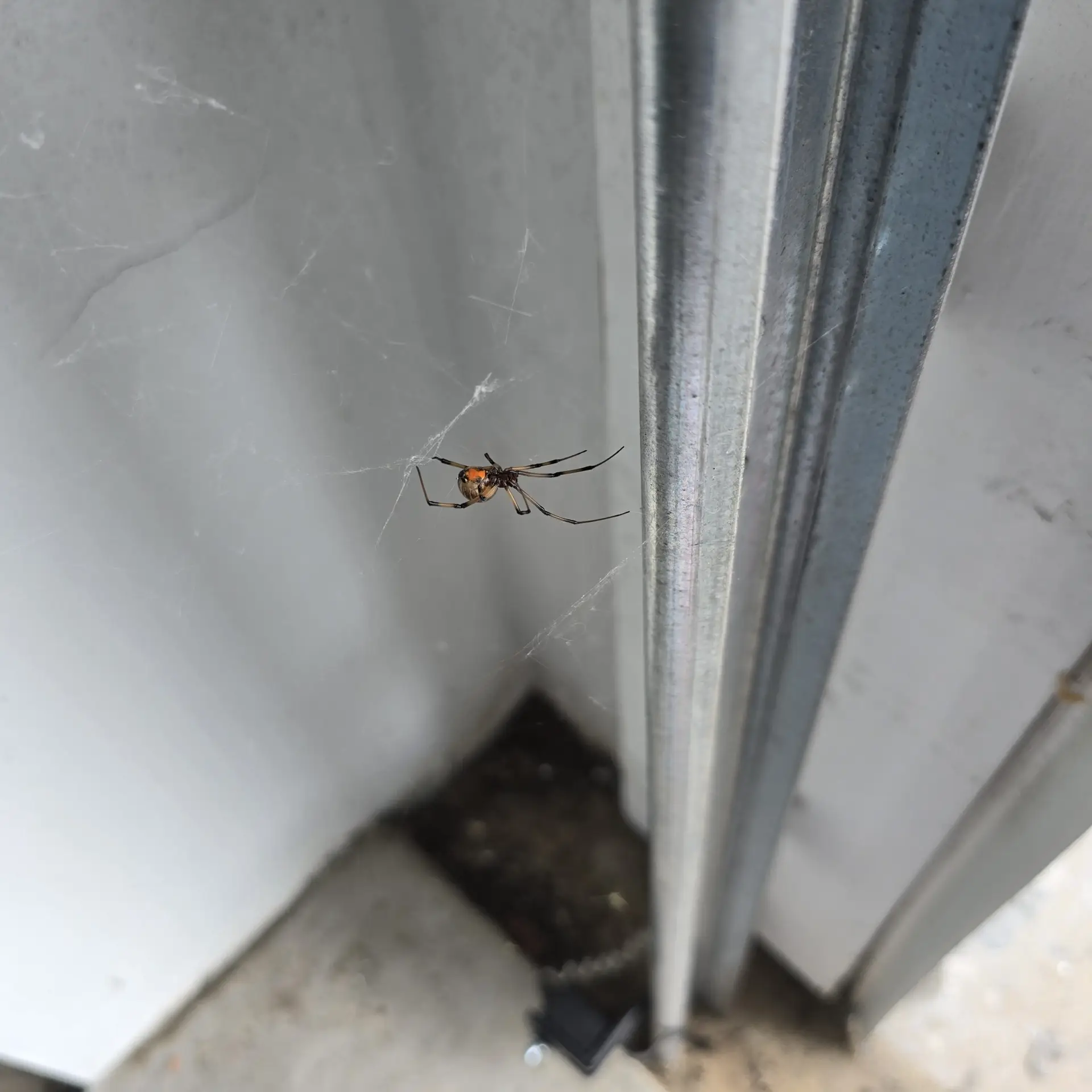 Common Florida Bugs: How to Identify Them